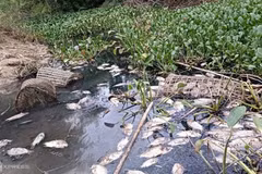 Sức khỏe, sinh hoạt của dân Quảng Ngãi bị đe dọa do nước thải từ cụm công nghiệp