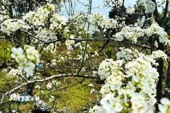 Những chùm hoa lê tinh khôi khoe sắc trong nắng xuân, điểm nhấn độc đáo làm nên sức hút của Lễ hội Hoa Lê Hồng Thái. (Ảnh: TTXVN phát)