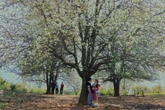 Mùa hoa sơn tra nở rộ thu hút du khách đến trải nghiệm, khám phá. (Ảnh: Hữu Quyết/TTXVN)