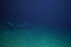 (Ảnh minh họa. Nguồn: CSIRO)