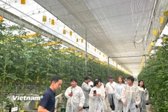 Đoàn đoàn công tác của Trung tâm Bản quyền số cùng các đơn vị truyền thông tham quan nông trại (Ảnh: Vietnam+)