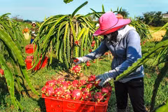 Thanh long được thu mua tại vườn với giá dao động từ 18.000- 24.000 đồng/kg đối với ruột trắng và 30.000- 33.000 đồng/kg với ruột đỏ. (Ảnh: Hồng Hiếu/TTXVN)
