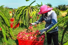 Thanh long được thu mua tại vườn với giá dao động từ 18.000- 24.000 đồng/kg đối với ruột trắng và 30.000- 33.000 đồng/kg với ruột đỏ. (Ảnh: Hồng Hiếu/TTXVN)