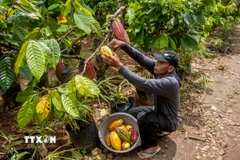 Nông dân thu hoạch quả cacao tại Yogyakarta, Indonesia. (Ảnh: THX/TTXVN)