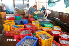 Thời điểm này, các lò hấp cá cơm tại Mũi Né cũng làm việc hết công suất để chế biến cá đưa đi tiêu thụ. (Ảnh: Nguyễn Thanh/TTXVN)