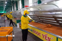 Công ty TNHH Sản xuất thực phẩm nông sản Ngọc Yến ứng dụng khoa học, công nghệ vào sản xuất. (Ảnh: Nhựt An/TTXVN)