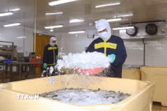 Doanh nghiệp tỉnh Cà Mau ứng dụng công nghệ vào sản xuất tôm nhằm nâng cao năng suất chất lượng. (Ảnh: Tuấn Phi/TTXVN)\