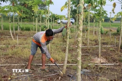 Anh Hồ Quốc Trạng, trú tại ấp Tân Rú, xã Hồ Tràm, phải chặt bỏ vườn đu đủ do bị hư hỏng sau bị ngập vào ngày 12-15/11. (Ảnh: Hoàng Nhị/TTXVN.)