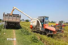 Máy gặt lúa đổ thóc vào xe tải trên cánh đồng lúa xã Trực Ninh. (Ảnh: Công Luật/TTXVN)