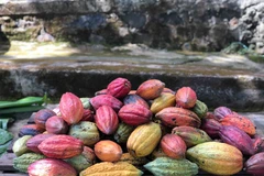 Tại vùng Tây Nguyên hiện có 7 giống cacao chính đang được canh tác. (Ảnh: Kha Phạm/TTXVN)