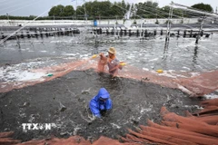 Thu hoạch tôm. (Ảnh: Công Trí/TTXVN)