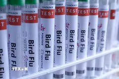Hình ảnh minh hoạ ống xét nghiệm đựng mẫu bệnh phẩm virus cúm gia cầm. (Ảnh: Reuters/TTXVN)