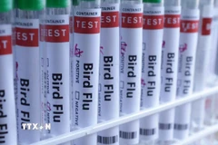 Hình ảnh minh hoạ ống xét nghiệm đựng mẫu bệnh phẩm virus cúm gia cầm. (Ảnh: Reuters/TTXVN)