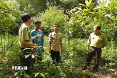 Ảnh minh họa. (Ảnh: Dư Toán/TTXVN)