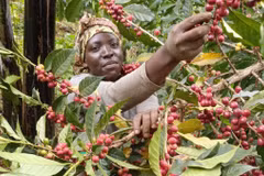 Nông dân thu hoạch càphê ở Uganda. (Ảnh: solidaridadnetwork)