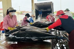 Kiểm tra chất lượng và phân loại cá ngừ đại dương trước khi đưa đi xuất khẩu. (Ảnh: Tường Quân/TTXVN)