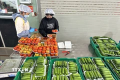 Công nhân tại một cơ sở cung ứng rau củ tại xã Đức Trọng (Lâm Đồng) sơ chế, đóng gói rau trước khi đưa ra thị trường tiêu thụ. (Ảnh: Nguyễn Dũng/TTXVN)