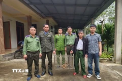 Lực lượng chức năng tiếp nhận cá thể khỉ vàng quý hiếm. (Ảnh: TTXVN phát)