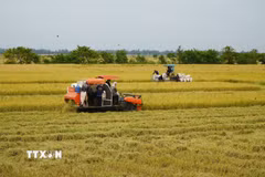Nông dân tỉnh Đồng Tháp sử dụng cơ giới hóa trong thu hoạch lúa. (Ảnh: Nhựt An/TTXVN)