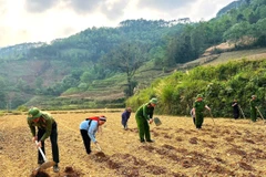Cán bộ, chiến sĩ Công an xã Cán Tỷ cùng người dân làm đất, xuống giống khoai sọ cho vụ mới. (Ảnh: TTXVN )phát