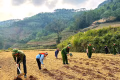 Cán bộ, chiến sĩ Công an xã Cán Tỷ cùng người dân làm đất, xuống giống khoai sọ cho vụ mới. (Ảnh: TTXVN )phát