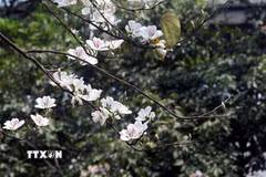 (Ảnh: Quang Quyết/TTXVN)