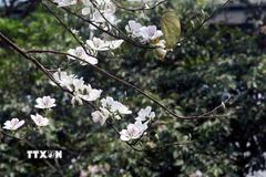 (Ảnh: Quang Quyết/TTXVN)