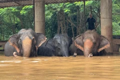 (Ảnh minh họa. Nguồn: Elephant Nature Park)