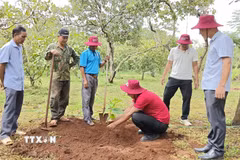 Đại diện Hợp tác xã Ca cao Bù Gia Mập hướng dẫn người dân trồng cacao xen dưới tán cây điều. (Ảnh: K GỬIH/TTXVN)