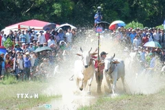 Ở vòng thả, các đôi bò bứt hết tốc lực để về đích tạo nên những màn rượt đuổi hấp dẫn, kịch tính và đẹp mắt. (Ảnh: Công Mạo/TTXVN)