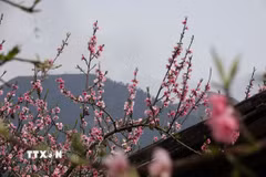 Vẻ đẹp tinh khôi, quyến rũ của hoa đào ở Lùng Cúng, huyện Mù Cang Chải (Yên Bái). (Ảnh: Tuấn Anh/TTXVN)