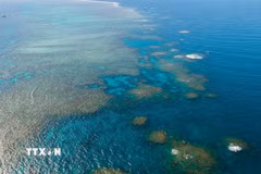 Rạn san hô Great Barrier tại Queensland, Australia. (Ảnh: THX/TTXVN)