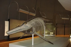 Ảnh minh họa. (Nguồn: wikipedia)