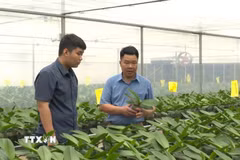 Vườn lan của ông Nguyễn Xuân Thiên, Phó giám đốc Công ty nông nghiệp công nghệ cao Thiên Trường 36. (Ảnh: Nguyễn Nam/TTXVN)