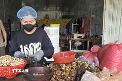 Chế biến hạt điều tại xã Ia O, tỉnh Gia Lai. (Ảnh: Hồng Điệp/TTXVN)