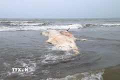 Cận cảnh xác cá voi trôi dạt vào bờ biển thuộc làng biển xóm Phú Thành (xã Hải Châu, tỉnh Nghệ An). (Ảnh: Xuân Tiến/TTXVN)