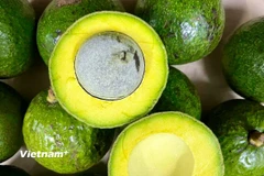 Quả bơ. (Nguồn: Vietnam+)