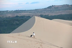 Mỗi đợt gió biển thổi vào sẽ làm những đồi cát thay đổi hình dạng, uyển chuyển như những dải lụa. (Ảnh: Hồng Hiếu/TTXVN)