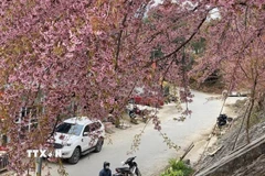 Hoa mai anh đào nở rộ khắp các nẻo đường ở Lũng Cú (Tuyên Quang), thu hút du khách. (Ảnh: TTXVN phát.)