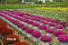Nhiều loại hoa khoe sắc tại Tổ hợp tác sản xuất và cung ứng hoa, kiểng Tân An (đường Phạm Hữu Lầu, khóm Tân An, phường Sa Đéc). (Ảnh: Nhựt An/TTXVN)