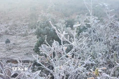 (Ảnh minh họa. Hương Thu/TTXVN)