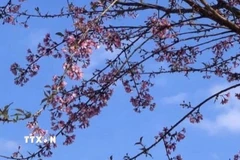 Hoa mai anh đào nở rộ tại Lũng Cú