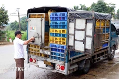 Xe tải chở gà không có giấy chứng nhận kiểm dịch động vật theo quy định. (Ảnh minh họa. Quân Trang/TTXVN)