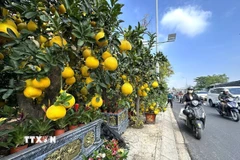 Nhiều chậu bưởi diễn sai trĩu quả trong nắng phương Nam. (Ảnh: Hương Giang/TTXVN)