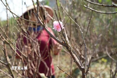 Những cánh đào nở sớm báo hiệu mùa Xuân đang đến rất gần. (Ảnh: Hoa Mai/TTXVN)