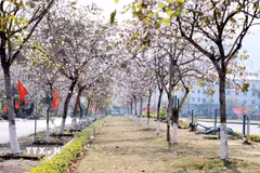 Hoa ban nở rực rỡ trong khuôn viên của khu Trung tâm hành chính công phường Đoàn Kết (Lai Châu). (Ảnh: Quý Trung/TTXVN)