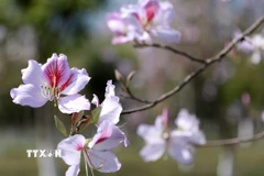 Hoa ban có 5 cánh với sắc trắng tím đan xen. (Ảnh: Quý Trung/TTXVN)