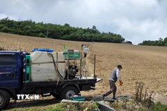 Xe tải cấp nước tưới cho cánh đồng bắp cải tại Gangneung, Hàn Quốc ngày 11/7/2025. (Ảnh: YONHAP/TTXVN)