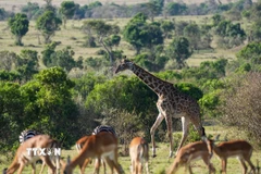 Hươu cao cổ tại khu bảo tồn Masai Mara ở Kenya. (Ảnh: THX/TTXVN)