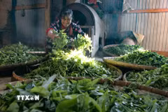 Người dân thôn Sín Chải sao chè Shan tuyết bằng phương pháp thủ công truyền thống. (Ảnh: Trung Kiên/TTXVN)